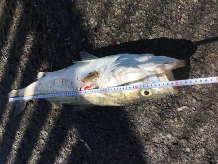 80cmオーバーのスズキ